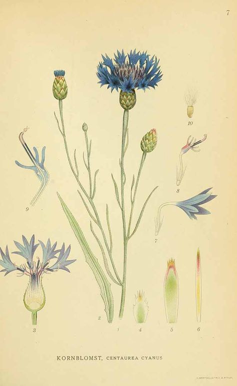 131263 Centaurea cyanus L. / Lindman, C.A.M., Bilder ur Nordens Flora, vol. 1: t. 7 (1922-1926) Illustration Botanique Vintage, Illustration Botanique, Botanical Illustration Vintage, Vintage Botanical Prints, Plant Drawing, Botanical Painting, Scientific Illustration, Botanical Drawings, Plant Illustration