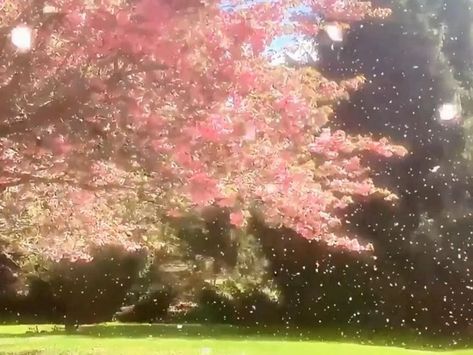 Pink Nature Aesthetic Wallpaper, Spring Fairy Aesthetic, Japanese Nature Aesthetic, Aesthetic Flower Pics, Pretty Nature Aesthetic, Vintage Nature Aesthetic, Enchanted Forest Aesthetic, Pink Scenery, Daydream Aesthetic