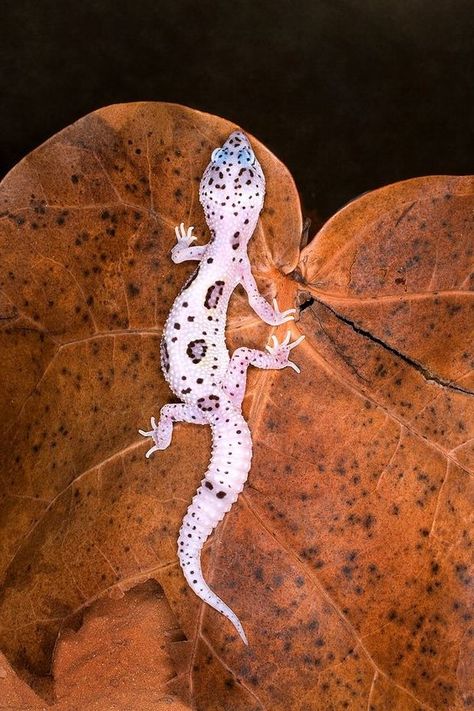 Leopard Gecko. Photo by Jim Zuckerman. Leopard Gecko Wallpaper, Leopard Gecko Photography, Mack Snow Leopard Gecko, Gecko Photography, Leopard Gecko Background, Breeding Leopard Geckos, New Caledonian Giant Gecko, Stunning Nature, Leopard Gecko