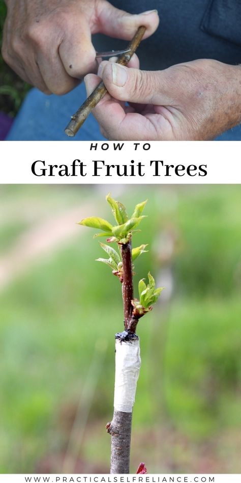 How to Graft Fruit Trees: Grafting Fruit Trees - Grafting fruit trees is a simple way to propagate fruit trees for a home orchard without spending a lot of money. These simple techniques to graft apple trees can be used for both bench grafting (indoors in spring) and top working trees outdoors to change varieties or reinvigorate historical orchards. Trimming Fruit Trees, Grafted Fruit Trees, Bug Spray For Plants, How To Graft Fruit Trees, How To Graft Apple Trees, Pruning Apple Trees, Grafting Fruit Trees, Grafting Plants, Fruit Bearing Trees