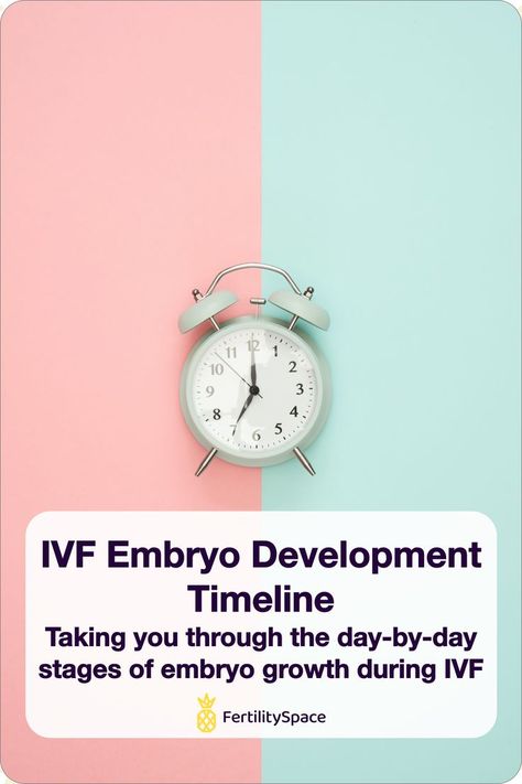 Background half pink and half light blue with a mint-colored clock in the center. IVF embryo development timeline - taking you through the day-by-day stages of embryo growth during IVF - FertilitySpace Ivf Implantation, Embryo Development, Embryo Implantation, Ivf Tips, Egg Retrieval, Stages Of Growth, What Is Normal, Fertility Help, Fertility Health