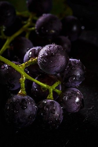 Food Black Aesthetic, Grape Reference Photo, Grape Photography, Grapes Photography, Grapes Still Life Photography, Green Grapes Photography, Purple Grapes Photography, Concord Grapes, Black Fruit