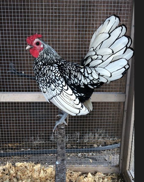 Therapy Farm, Pretty Chickens, Chicken Math, Chickens 101, Bantam Chicken, Rooster Breeds, Small Chicken Coops, Chicken Coop Garden, Bantam Chickens