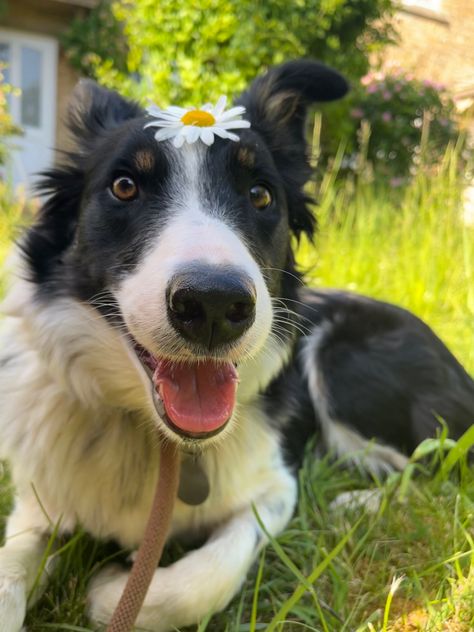 Cute Border Collies, Puppy Border Collie, Border Collies Aesthetic, Cute Border Collie, Border Collie Funny, Border Collie Black, Border Collie Therian, Border Collie Aesthetic, Border Collie Photography