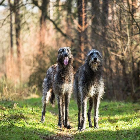 Irish Wolfhounds Scottish Deerhound, Irish Wolfhounds, Irish Roots, Irish Wolfhound, Beautiful Dogs, 귀여운 동물, Mans Best Friend, Dog Accessories, Dog Grooming