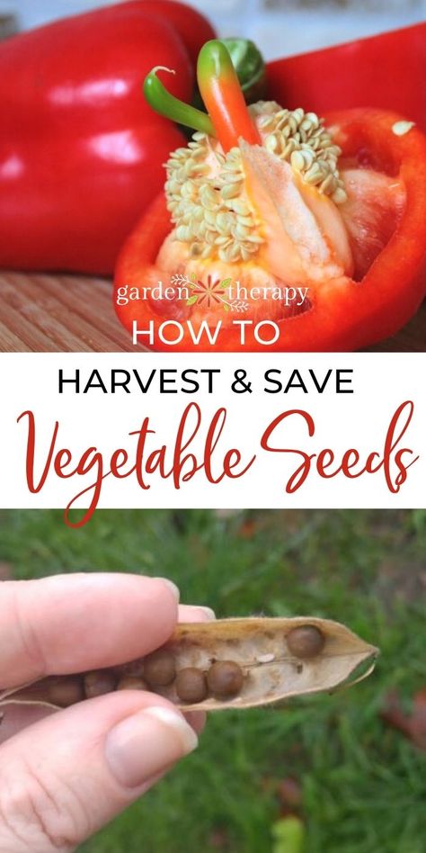 Collecting Garden Seeds, Harvest Seeds From Vegetables, Save Seeds For Next Year, Saving Vegetable Seeds, How To Harvest Seeds From Vegetables, Saving Seeds For Next Year, Seed Harvesting Vegetables, Collecting Seeds Vegetables, Harvesting Seeds From Vegetables