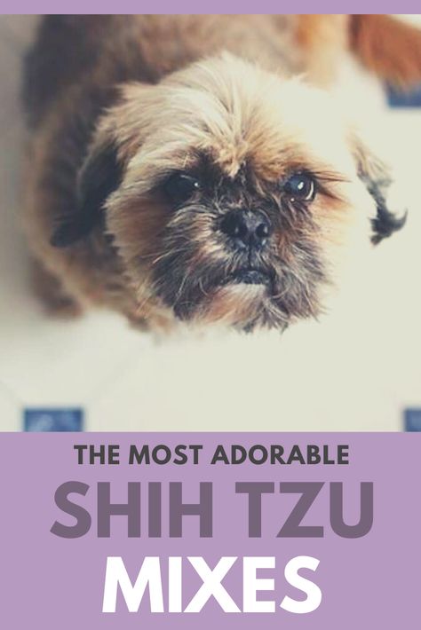 Shih Tzu Mix Breeds, Boxer Lab Mix Puppies, Shitzu Mix, Shih Tzu Poodle Mix, Boxer Mix Puppies, Dog Breeds That Dont Shed, Shih Tzu Poodle, Puppy Mix, Shitzu Puppies