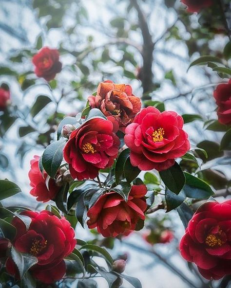 Red Camellia Aesthetic, Camelia Tree, October Magic, Camellia Plant, Flowers Pics, Red Camellia, Botanical Sketchbook, Red Garden, Flower Graphic Design