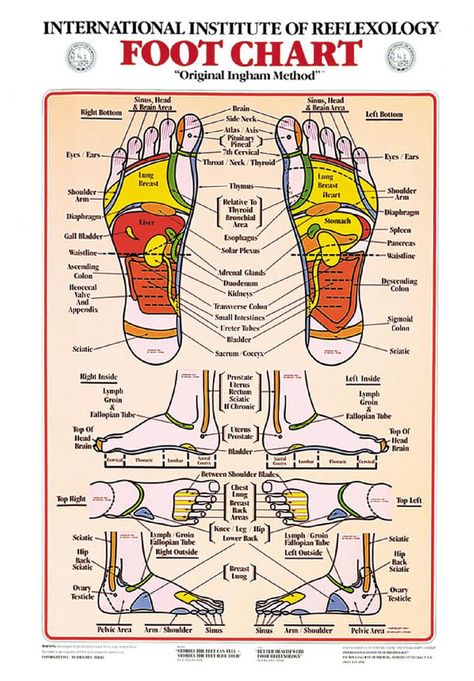 Lump Behind Ear, Reflexology Foot Chart, Foot Reflexology Massage, Reflexology Chart, Skin Bumps, Face Reading, Anatomy Models, Reflexology Massage, Foot Reflexology