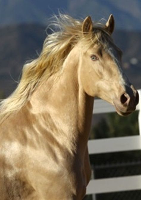 Golden shiny horse running with gorgeous mane flowing in the wind. Horse Breeder, Blue Green Eyes, Andalusian Horse, Most Beautiful Animals, Majestic Horse, All The Pretty Horses, Horse Coloring, Pretty Horses, Cane Corso