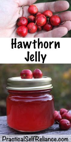 Hawthorn Jelly, Hawthorn Berries, Preserving Foods, Hawthorn Tree, Foraging Recipes, Jam Recipes Homemade, Hawthorn Berry, Jelly Recipe, Foraged Food