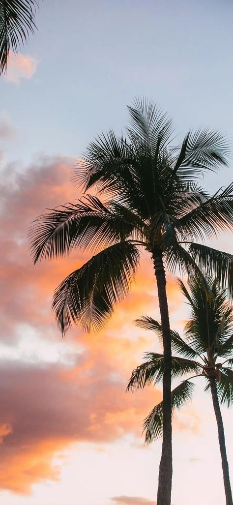 Palm Tree Pictures, Tree Pictures, Download Free Images, Palm Tree, Free Images, Palm Trees, Trees