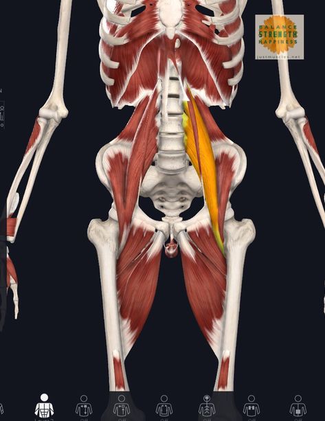 Hip Muscles Anatomy, Snapping Hip Syndrome, Hip Flexor Pain, Sore Hips, Hip Flexor Exercises, Muscle Stretches, Hip Pain Relief, Tight Hip Flexors, Psoas Muscle