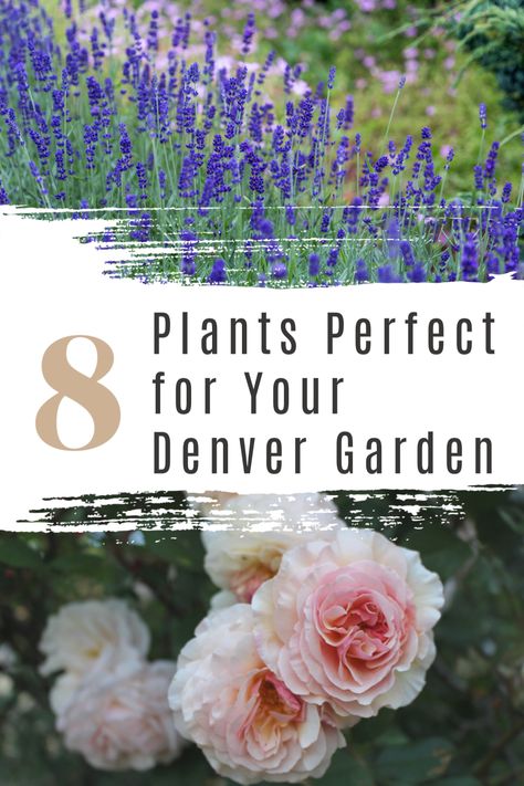 Denver is a beautiful city and creating a garden oasis can only add to that beauty. But the conditions for planting aren’t necessarily ideal. Your plants of choice need to be able to survive the Colorado Flowers, Colorado Landscaping, Colorado Gardening, Fun Garden Art, Colorado Garden, Creating A Garden, Xeriscape Landscaping, Chile Colorado, Pueblo Colorado