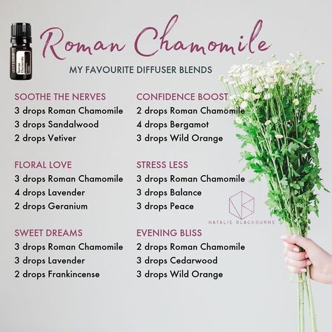 Natalie Blackburne on Instagram: “Beautiful calming and soothing Roman Chamomile! I love how gentle this oil is and is a great sleep choice for kids and adults. Smell wise…” Roman Chamomile Essential Oil Blends, Essential Oil Recipes Chamomile, Chamomile Oil Blends, Roman Chamomile Doterra, Chamomile Essential Oil Blends, Roman Chamomile Diffuser Blends, Chamomile Diffuser Blends, Doterra Roman Chamomile, Eo Blends