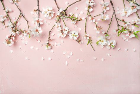 Spring almond blossom flowers and petals over light pink background Spring Floral Background, Spring Desktop Wallpaper, Pink Wallpaper Laptop, Pink Flowers Background, Light Pink Background, Wallpaper Notebook, Pink Flowers Wallpaper, Laptop Wallpaper Desktop Wallpapers, Cute Laptop Wallpaper