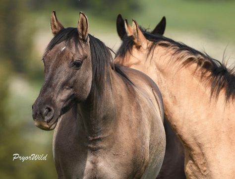 Horse World, Wild Hearts, Wild Horses, Beautiful Horses, Thor, Mustang, Horses, Animals