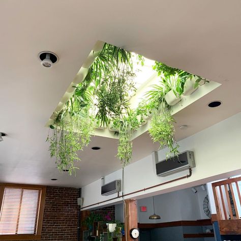 Bathroom Plants No Sunlight, Bathroom Plants Decor, Skylight Design, Skylight Kitchen, Earthy Home Decor, Natural Bathroom, Architecture Model Making, Bathroom Plants, Interior Plants