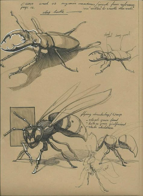 Insect Study Drawing, Bugs Sketch, Beetle Sketch, Insect Anatomy, Flying Bee, Scientific Drawing, Insect Species, Bug Art, Animal Study