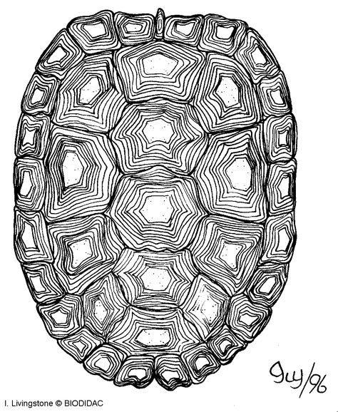 turtle carapace.gif (979×1195) Turtle Shell Drawing, Tortoise Diet, Tortoise Drawing, Turtle Sketch, Tortoise Tattoo, Sea Turtle Drawing, Shell Drawing, Shell Tattoos, Turtle Drawing