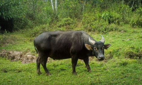 The Tamaraw or Mindoro dwarf buffalo (Bubalus mindorensis) is a small hoofed mammal belonging to the family Bovidae. It is endemic to the island of Mindoro in the Philippines, and is the only endemic Philippine bovine. Mindoro, Natural Park, Wildlife Conservation, Hippopotamus, Center Stage, Veterinarian, The Philippines, Mammals, Philippines