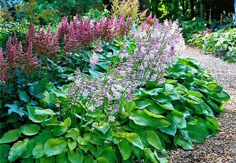 Hosta Guacamole, Hosta Gardens, Hosta Plants, Natural Garden, Shade Plants, Garden Layout, Shade Garden, Front Garden, Yard Landscaping