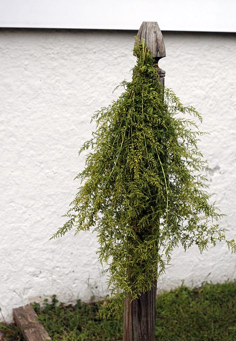 Sweet Annie Uses, Dry Wreath, Apothecary Garden, Primitive Autumn, Artemisia Annua, Black Swallowtail, Sweet Annie, Rustic Ideas, Asian Vegetables