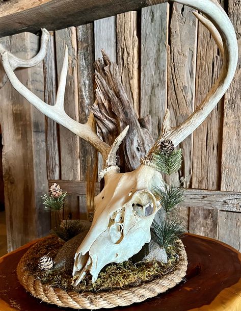 Brand New Unique Mount! Euro Deer Mount Ideas, Euro Mount Display, Deer Antler Centerpieces, Deer Skull Decor Living Room, Cool Deer Mounts, Euro Mount Ideas, Deer Mounts In Living Room Farmhouse, Whitetail Mounts, Graveyard Garden