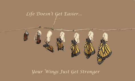 Inspirational Monarch Butterfly Photo- Life Doesn't Get Easier, Your Wings Just Get Stronger. Caterpillar Quotes, Saying About Life, Quotes About Growth, Butterfly Hatching, Butterfly Inspiration, Black Swallowtail, Butterfly Quotes, Growth Quotes, Butterfly Photos