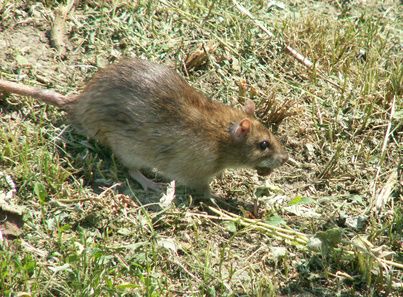 Rat Infestation, Pack Rat, Getting Rid Of Rats, Rat Poison, Peppermint Plants, Getting Rid Of Mice, Types Of Bugs, Integrated Pest Management, Rat Look