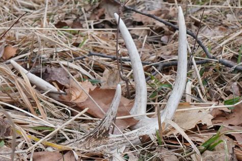 Shed Hunting Michigan is Different Than Other States Shed Hunting, Shed Hunting Tips, Michigan Rocks Hunting, Hunting Tips And Tricks Deer, Gem Hunting U.s. States, Deer Hunting Season, Deer Season, Shed Antlers, Deer Hunting Memes Humor