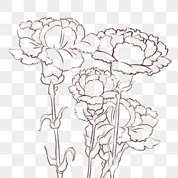 Blooming Flower Drawing, Carnation Drawing, Carnation Bouquet, Carnation Flowers, Drawing Png, Car Drawing, Flowers Drawing, Drawing Flowers, Flowers Blooming