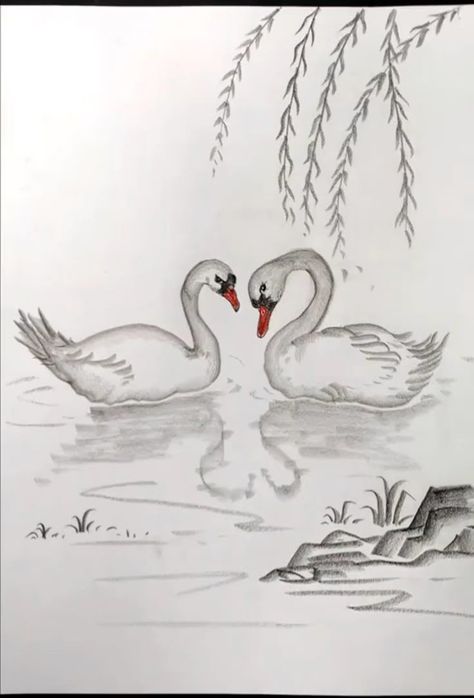 Drawing Of Swan, Swans Drawing, Draw A Swan, Animal Sketches Easy, Swan Drawing, Scenery Drawing For Kids, Bird Painting Acrylic, Pencil Drawing Images, Art Eras