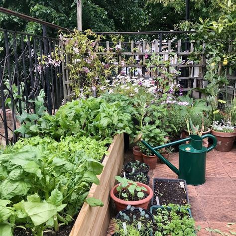 Rooftop Vegetable Garden, Cotswolds House, Biodynamic Gardening, Green Roof Garden, City Rooftop, Vegetable Garden Ideas, How To Make Compost, Vegetable Planters, Garden Diary