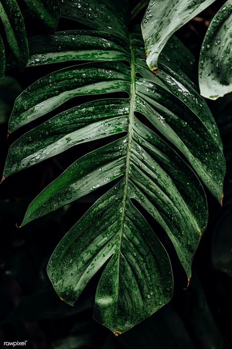 Wet Monstera deliciosa plant leaves in a garden | free image by rawpixel.com / Jira Deliciosa Plant, Green Leaf Background, Leaf Photography, Plant Background, Dark Green Aesthetic, Plant Photography, Plant Wallpaper, Wallpaper Nature, Plant Aesthetic