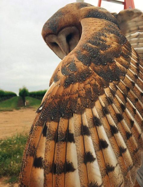 Owl Wings, Owl Pictures, Beautiful Owl, Owl Tattoo, Barn Owl, Birds Of Prey, Nature Photos, Beautiful Creatures, Beautiful Birds