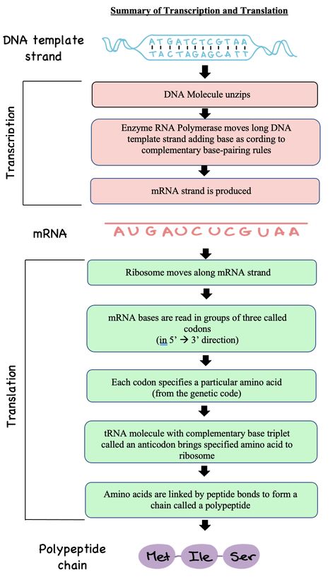 Translation Biology, Dna Transcription And Translation, Mcat Study Tips, Cell Biology Notes, Life Science Classroom, Biochemistry Notes, Learn Biology, Transcription And Translation, Study Biology