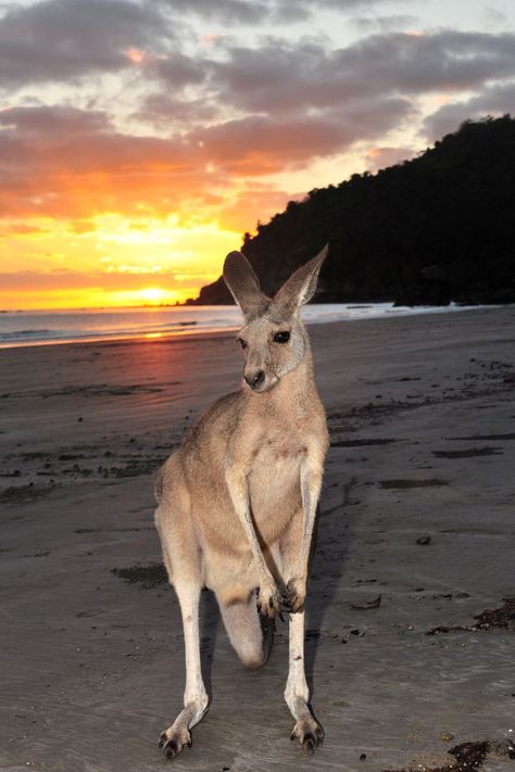 Cape Hillsborough, on the beachfront and surrounded by national park is a haven for wildlife. Bridgett and Emma Lou the resident Kangaroos call this home. At sunrise they share the beach with the Agile Wallabies. At night the local Brushtail Possums come down and visit us at our beach hut. Abundant wildlife and nature walks make this a nature lover’s paradise. Kangaroo Aesthetic, Cape Hillsborough, Eastern Grey Kangaroo, Cute Australian Animals, Aussie Memes, Cute Kangaroo, Surfer Aesthetic, Kangaroo Baby, Red Kangaroo