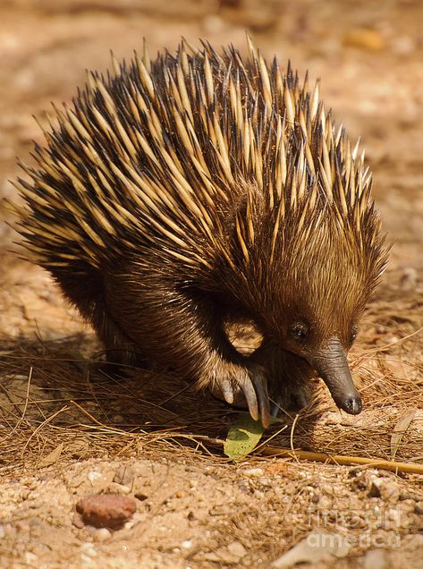 Ben 10 Redesign, Spiny Anteater, Animal Drawing Inspiration, Aus Day, Hilarious Animals, Hedge Hog, Animals Drawing, Australia Animals, Animals To Draw