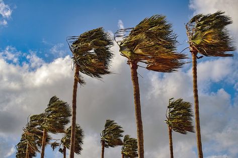 Free Image on Pixabay - Palm Trees, Wind, Windy, Weather Spanish Weather, طابع بريدي, Wind Gust, Facial Treatments, New Spain, Pagan Art, Windy Weather, Las Vegas City, Strong Wind