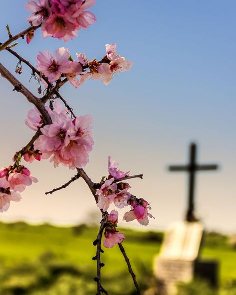 easter prayers Almond Branch, Prayers And Blessings, Apulia Italy, Easter Prayers, Almond Flower, Prayer Of Thanks, Resurrection Sunday, Father Images, Easter Morning