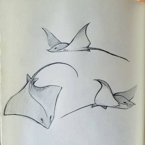 Draw Stingray, Stingray Sketch, Bahamas Tattoo, Stingray Tattoos, Stingray Drawing, Drawing With Flowers, Ray Drawing, Whale Sketch, Stingray Tattoo