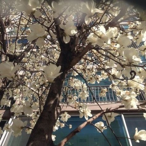 A Tree, White Flowers, Building, Flowers, White