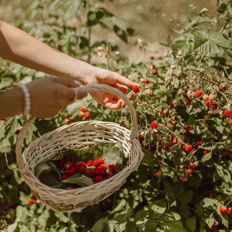 Five Rural-Friendly Ways to Enhance Your Life Today Raspberry Plants, Harvest Basket, Berry Picking, Summer Wall Art, Strawberry Picking, Garden Basket, Strawberry Patch, Growing Strawberries, Bountiful Harvest