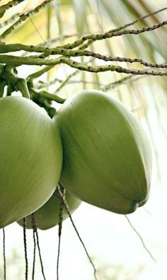 la vida es bella... Coconut Health Benefits, Exotic Fruit, Coconut Tree, Tropical Fruits, Paradise Island, Tropical Islands, Tropical Paradise, Coconut Water, Fruits And Veggies