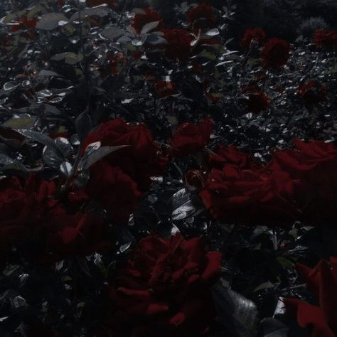 Phonk Music, Victorian Vampire, Dark Red Roses, Rose Aesthetic, Vampire Aesthetic, Rosé Aesthetic, Dark Flowers, Magic Aesthetic, Gothic Aesthetic