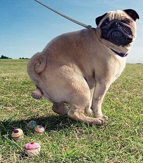 50 Unexplainable Photos Of Dogs Pet Halloween Costumes, A Pug, Pugs Funny, Funny Dog Pictures, Dogs Pooping, Cute Pugs, Pug Love, Crazy Dog, Pet Costumes