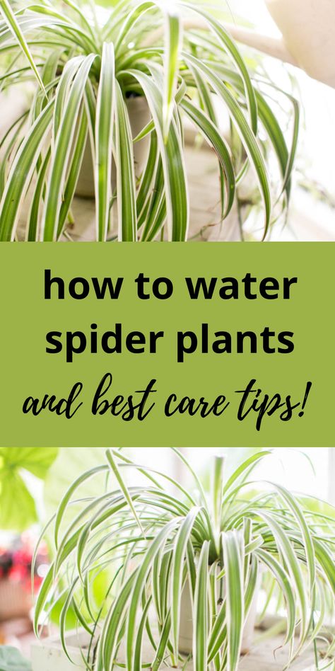 green spider plants and a watering can Spider Plant Benefits, Water Spider, Spider Plant Care, Airplane Plant, Ribbon Plant, Wall Hanging Decorations, Plant Benefits, Spider Plant, Plant Care Houseplant