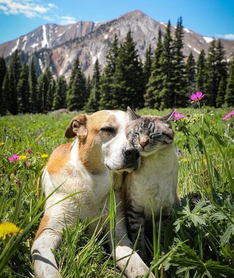 All Posts • Instagram Lode A Dio, Travel Buddies, Dog Kisses, Animals Friendship, Cat Travel, Pet Day, Cat And Dog, Cat Aesthetic, Funny Animal Memes