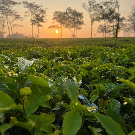 This picture is from one of the Tea gardens in Assam. Assam Tea Garden Photography, Assam Tea Garden, Tea Gardens, Assam Tea, Tea Estate, Tea Culture, Tea Garden, Garden Photos, Organic Food